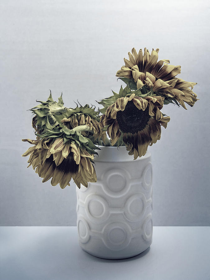 Sunflowers Fading Away Photograph by William Dey