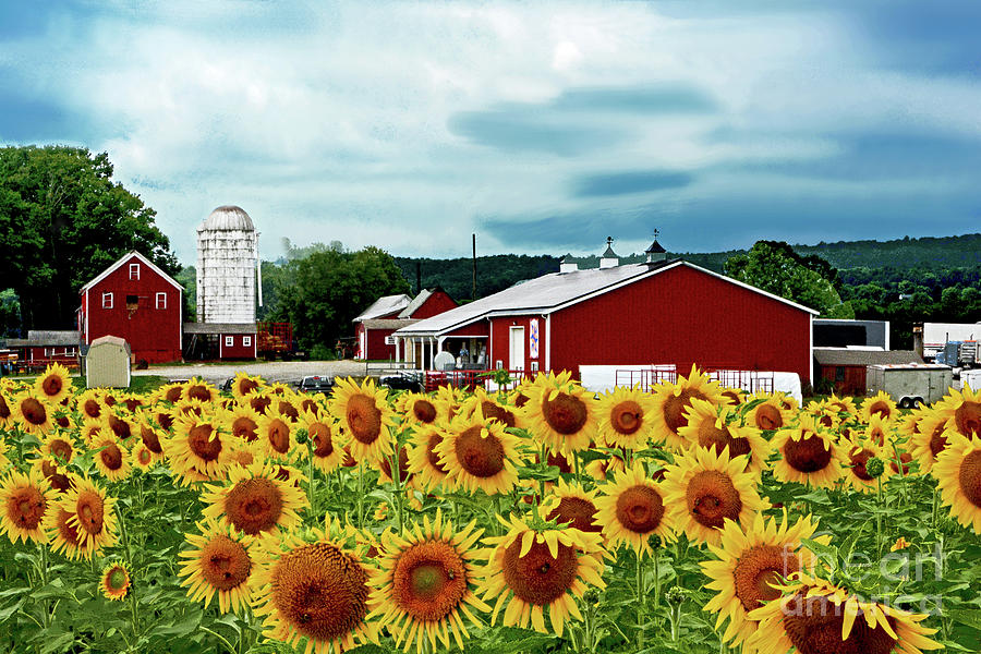 Summer Photograph - Sunflowers, Farm and Sky  by Regina Geoghan