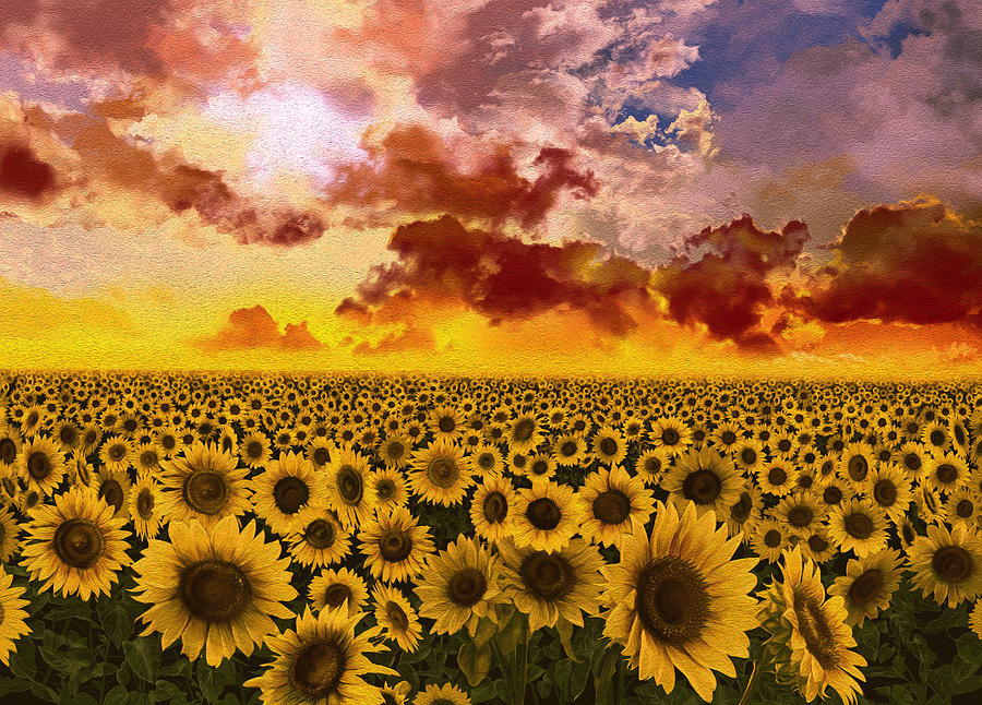 Sunflowers field 13 Painting by Bekim M