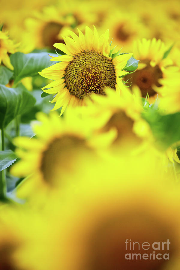 Sunflowers field Photograph by Ragnar Lothbrok