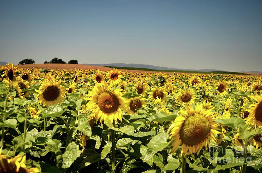 Sunflowers Field Photograph by Michelle Meenawong