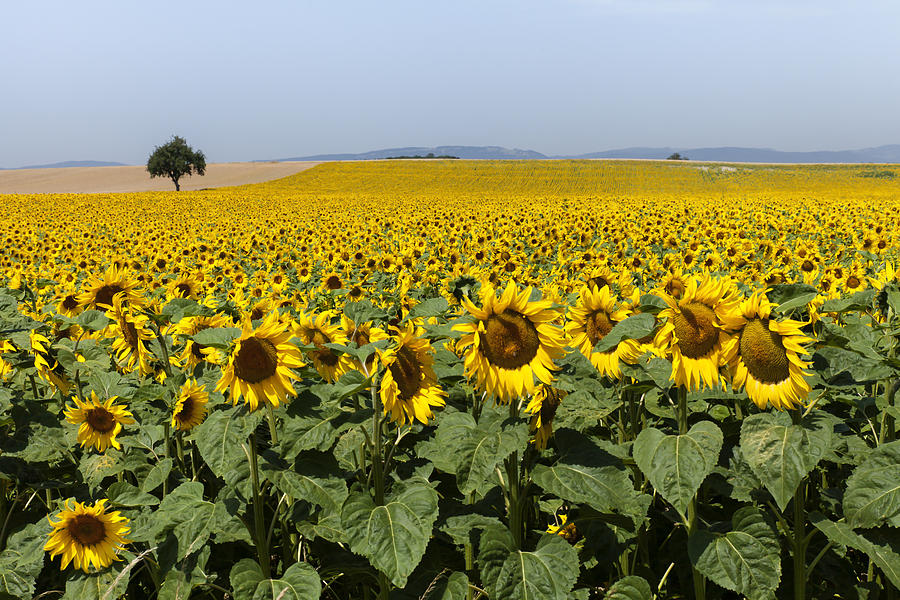 Sunflowers field Photograph by Mike Santis