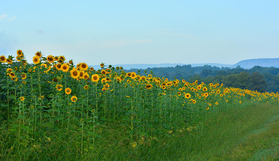 Sunflowers fields Photograph by Jack Nguyen