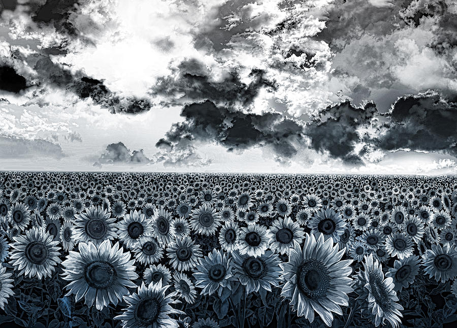 Sunflowers filed 2 Painting by Bekim M