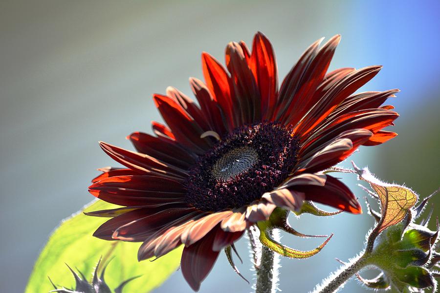 Flower Photograph - Sunflowers First Bloom by Karen Majkrzak