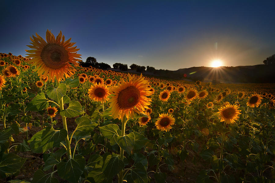 Sunflowers Following The Sun Photograph by Guido Montanes Castillo