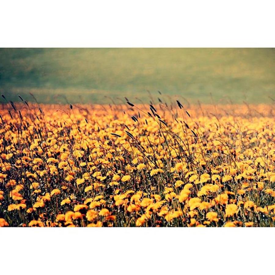 Summer Photograph - #sunflowers #flowers #blumenwiese by Tat Fra