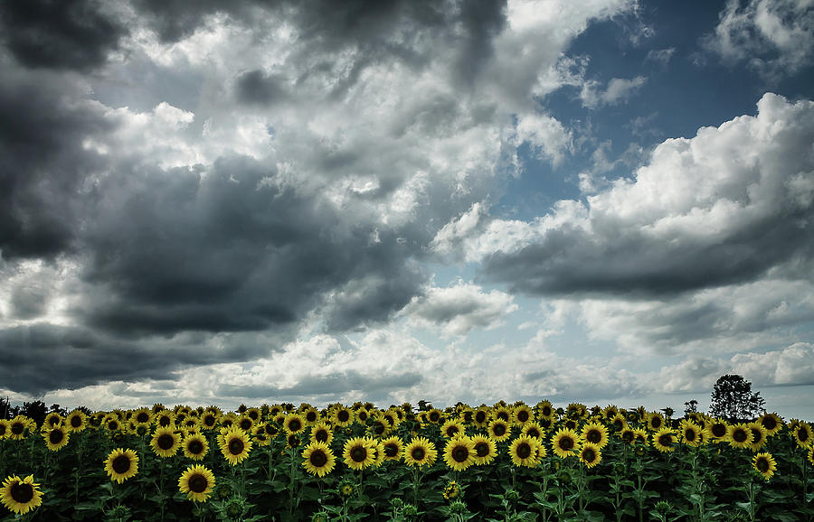 Sunflowers for days Photograph by Johnathan Erickson - Fine Art America