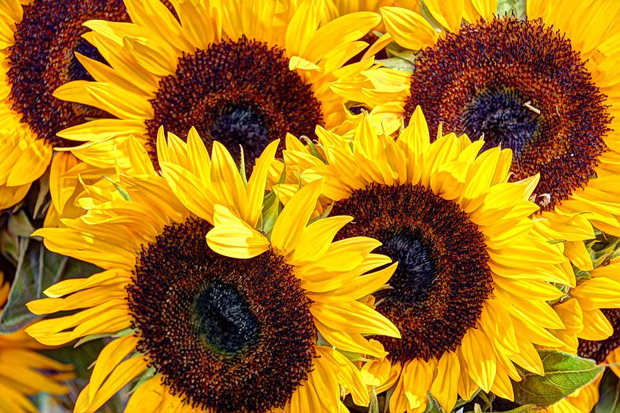 Sunflowers for sale Photograph by Karen Smale