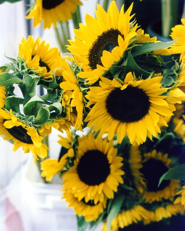 Sunflowers For Sale Photograph