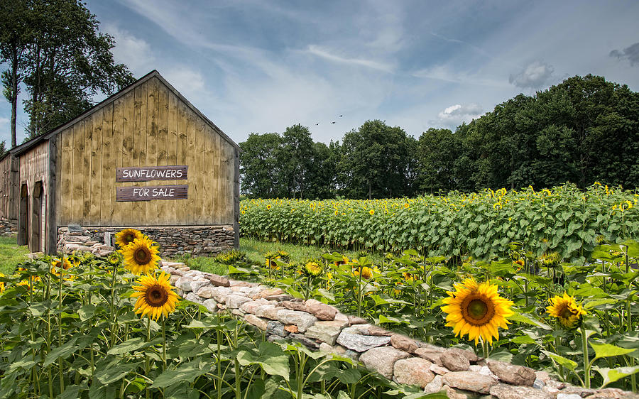 Sunflowers For Sale Photograph by Robin-Lee Vieira