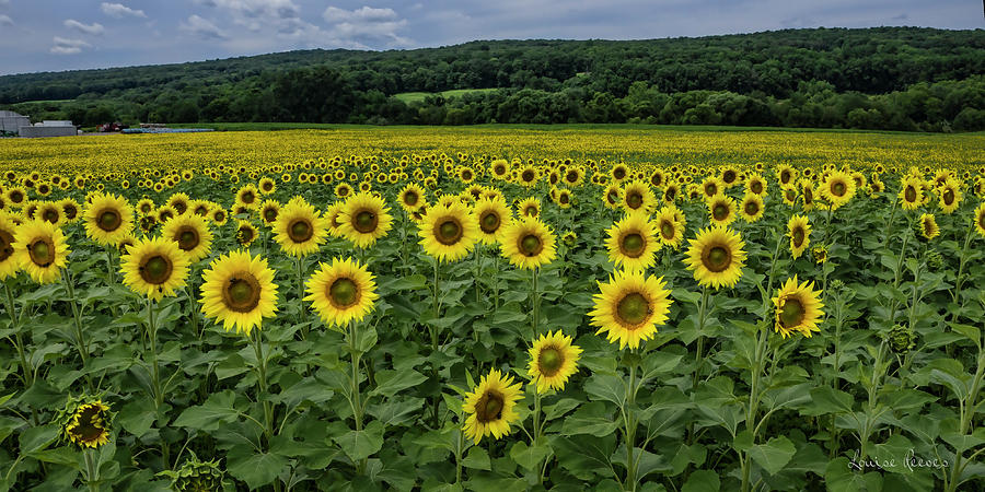 Sunflowers Forever Photograph by Louise Reeves