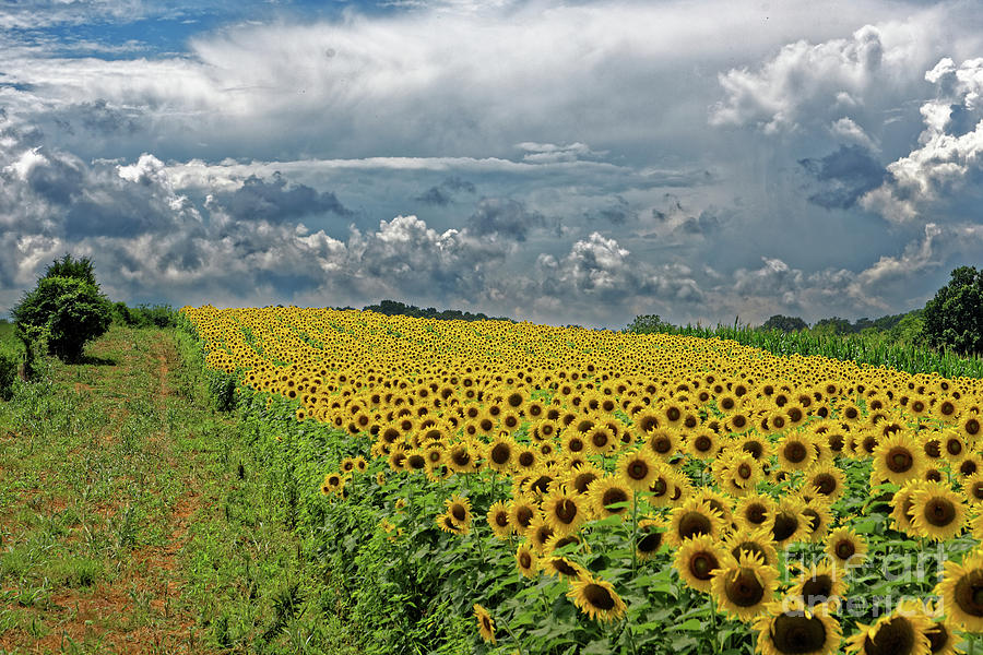 Sunflowers Forever Photograph by Paul Mashburn