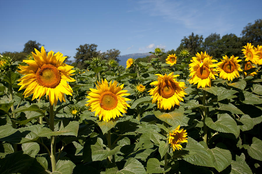 Sunflowers, France Photograph by Aivar Mikko