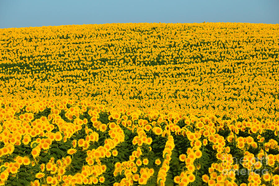 Sunflowers Galore Photograph by Catherine Sherman