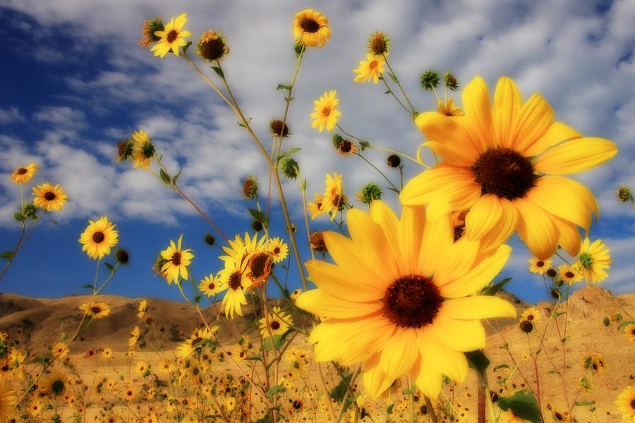 Sunflower Photograph - Sunflowers by Gene Praag Sunflower Photograph - Sunflowers by Gene Praag