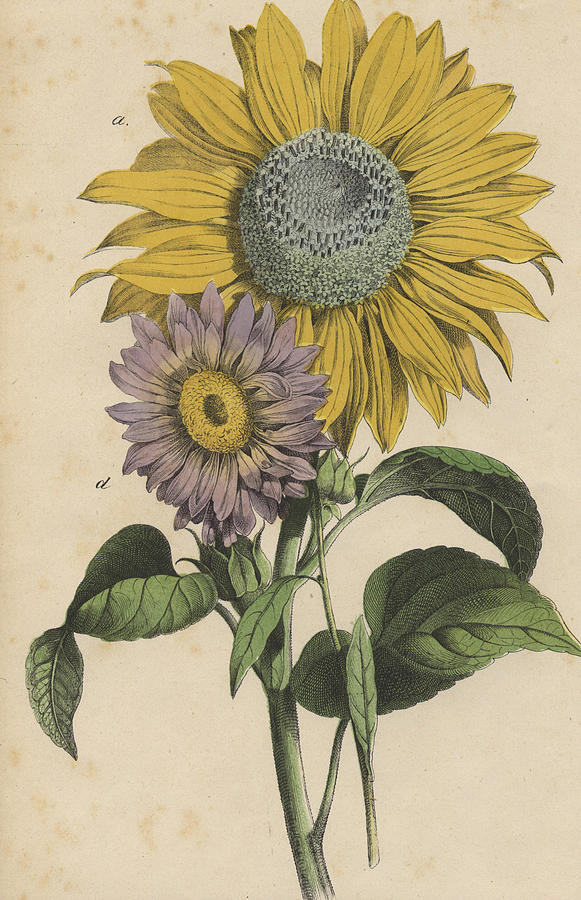 Sunflowers Drawing by German Botanical Artist - Fine Art America