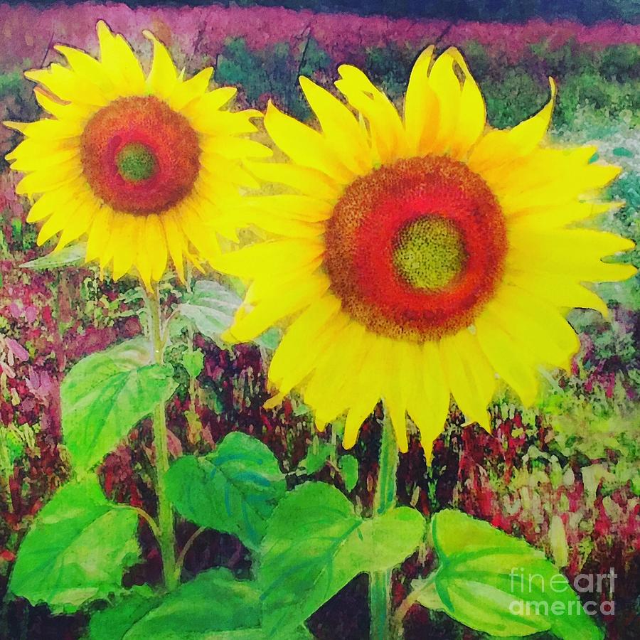 Sunflowers Photograph by Gina Signore