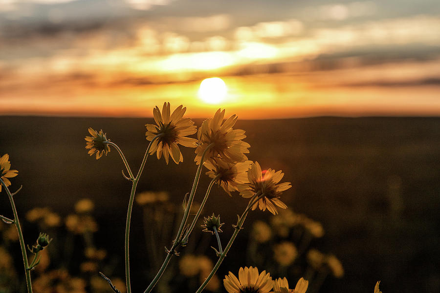 Sunflowers Greet the Rising Sun Photograph by Tony Hake