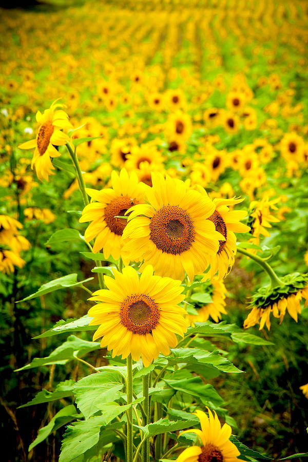 Sunflowers Photograph by Greg Fortier