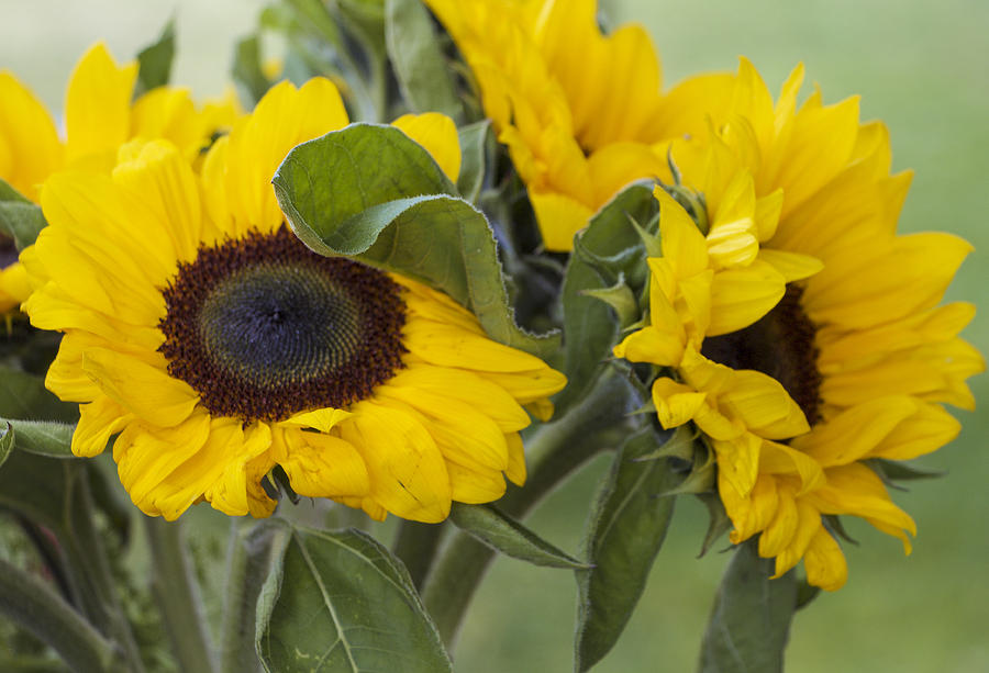 Sunflowers Helianthus Annus Photograph by Venetia Featherstone-Witty