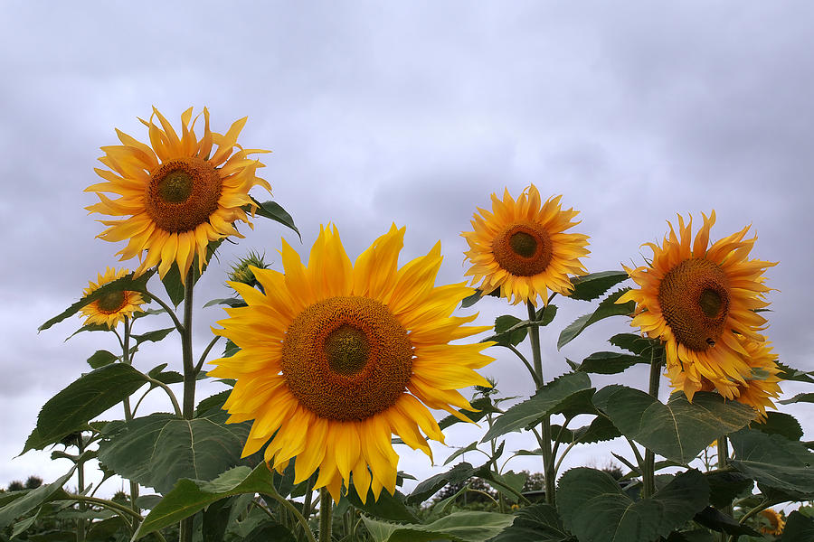 Sunflowers Here Comes The Sun Photograph by Gill Billington
