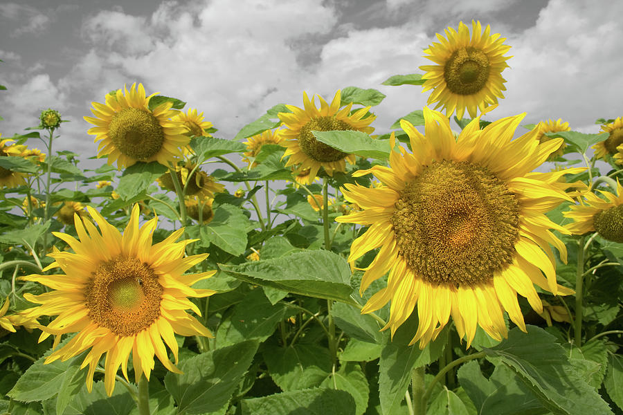 Sunflowers I Photograph by Dylan Punke