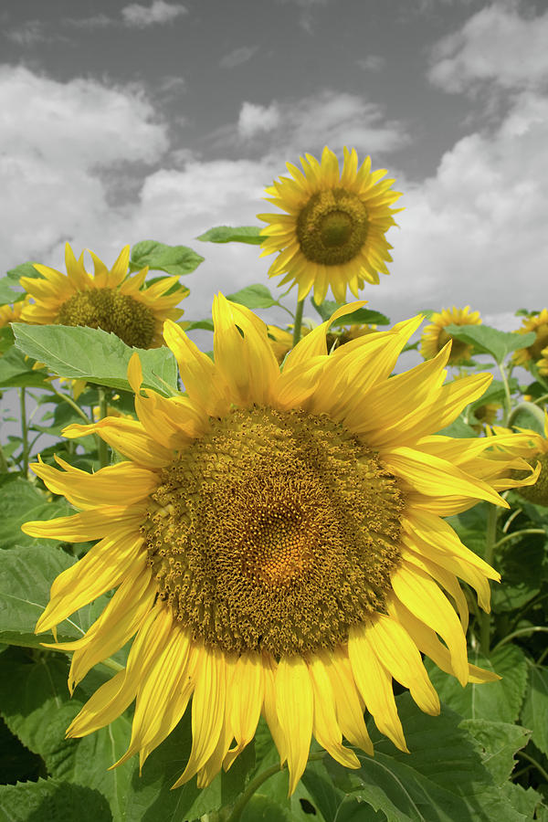 Sunflowers II Photograph by Dylan Punke