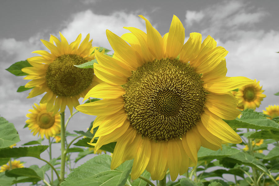 Sunflower Photograph - Sunflowers III by Dylan Punke