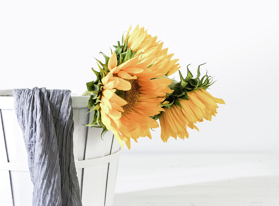 Sunflower Photograph - Sunflowers in a basket by Kim Hojnacki
