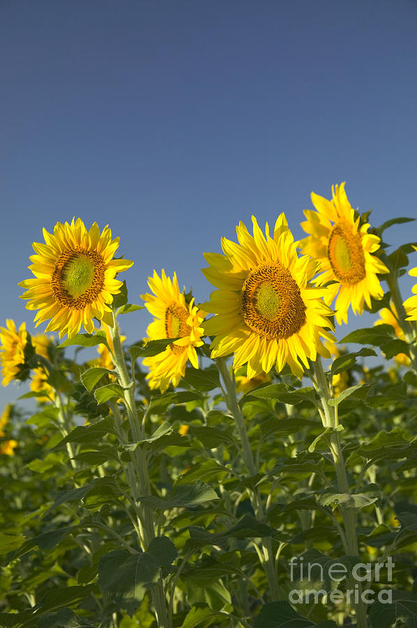 Sunflowers In A Field Photograph by Inga Spence
