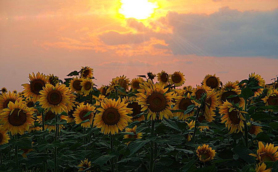 Sunflowers in a Golden Sunset Photograph by Karen McKenzie McAdoo
