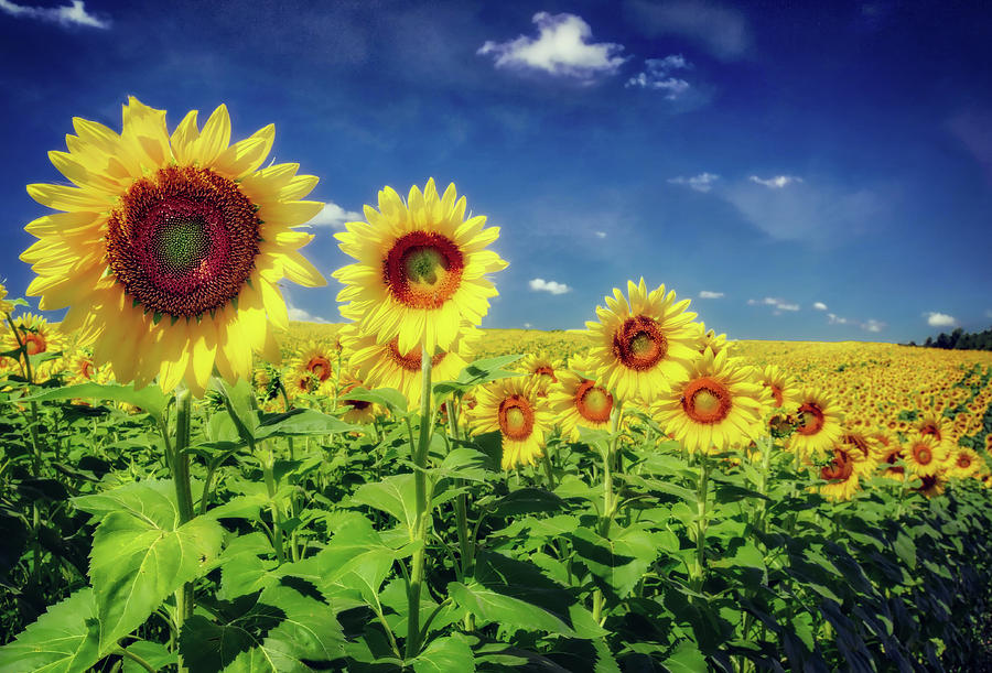 Sunflowers in a Row -  Pope Farm Conservancy  Photograph by Jennifer Rondinelli Reilly - Fine Art Photography