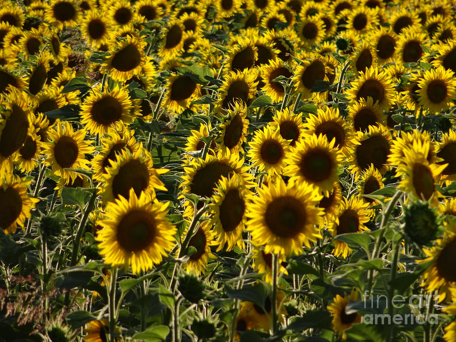 Sunflowers in Avignon-01 Photograph by Christopher Plummer