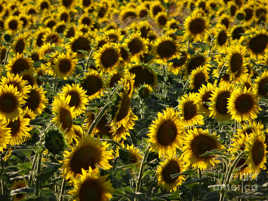 Sunflowers in Avignon-02 Photograph by Christopher Plummer