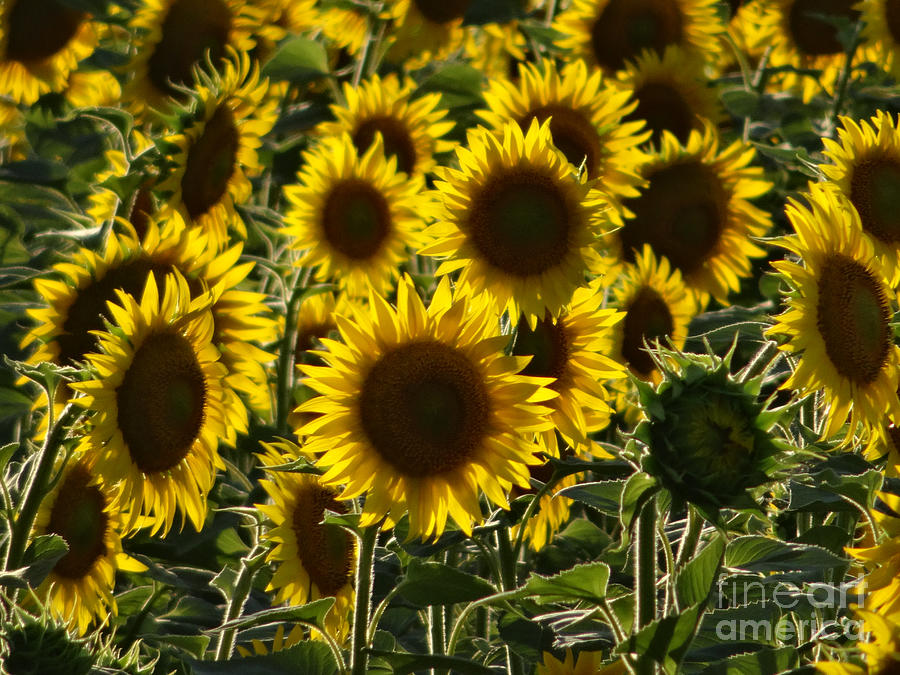 Sunflowers in Avignon-03 Photograph by Christopher Plummer