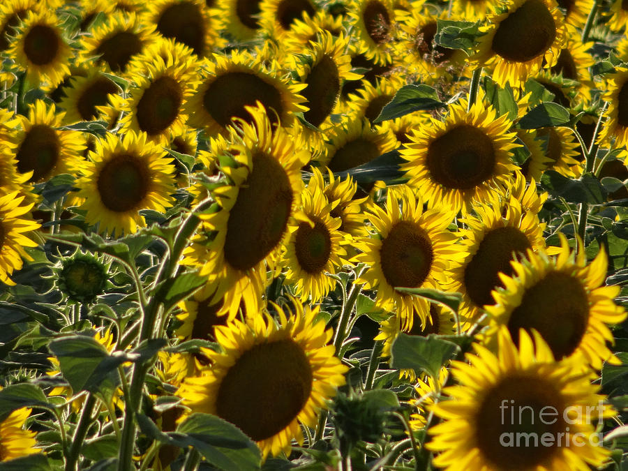 Sunflowers in Avignon-04 Photograph by Christopher Plummer