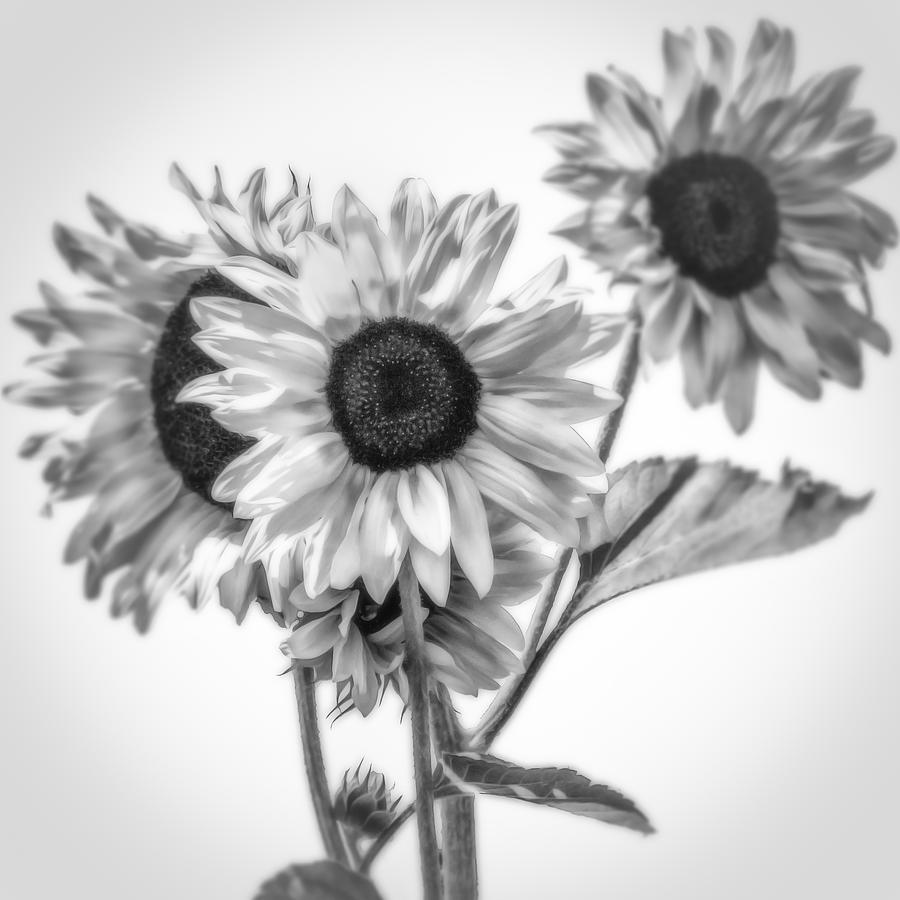 Sunflowers in black and white Photograph by Michael Demagall | Fine Art ...