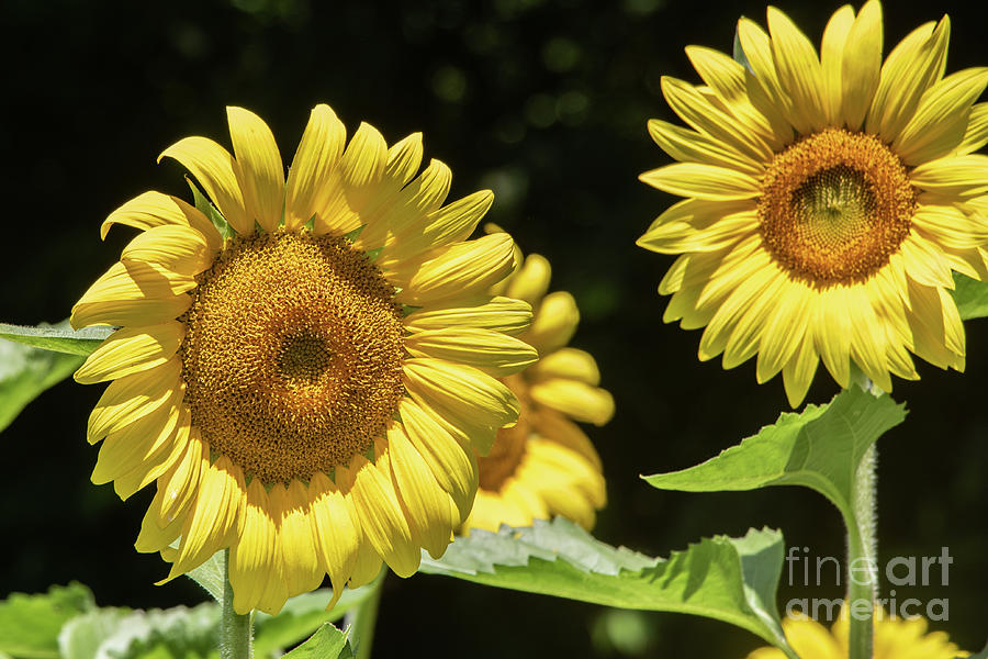 Nature Photograph - Sunflowers in Bloom by Thomas Marchessault