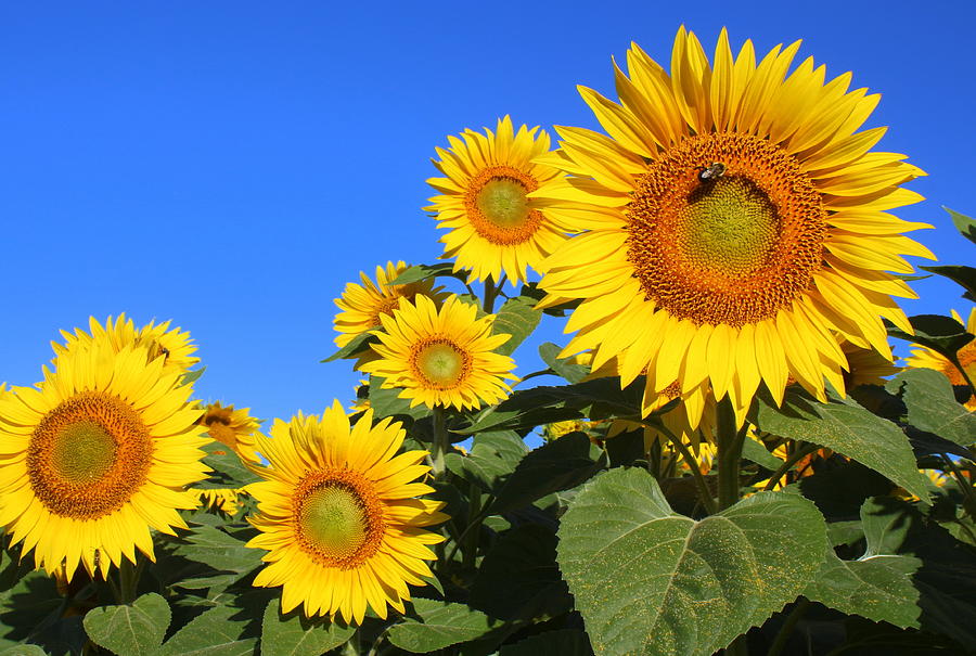 Sunflowers in Blue Photograph by Suzanne DeGeorge