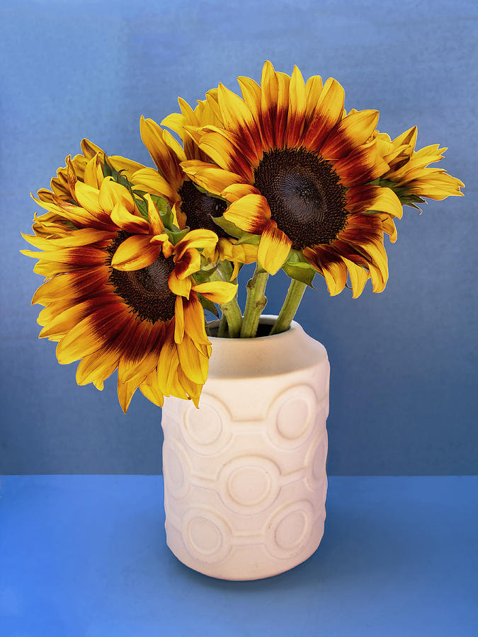 SUNFLOWERS IN CIRCLE VASE Tournesols Photograph by William Dey