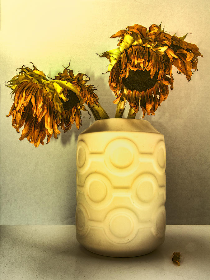 SUNFLOWERS IN CIRCLE VASE YELLOW Tournesols Photograph by William Dey