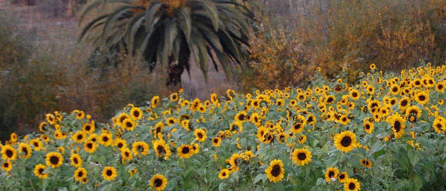 Sunflowers in Droughtland Photograph by Jean Booth