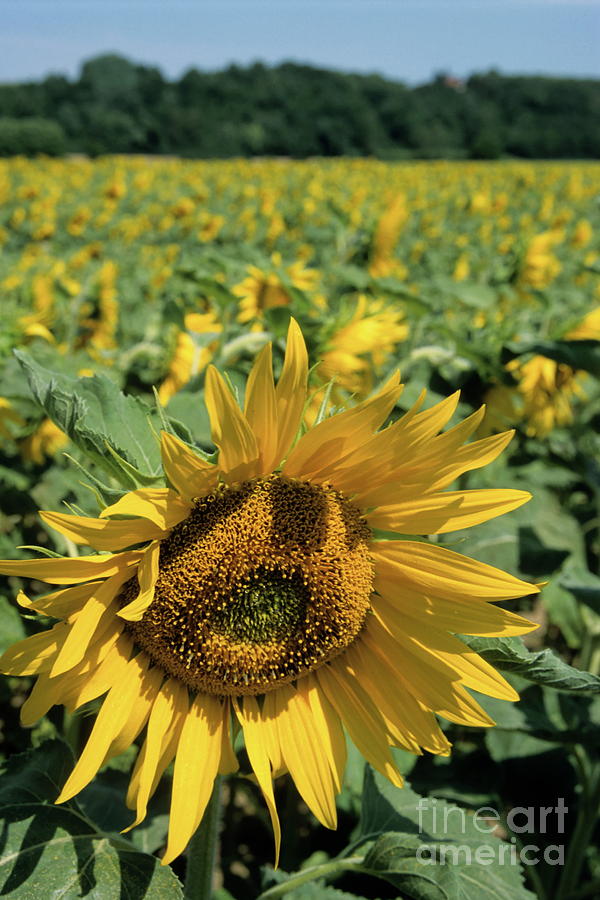 Sunflowers in field during summer Photograph by Sami Sarkis - Fine Art ...