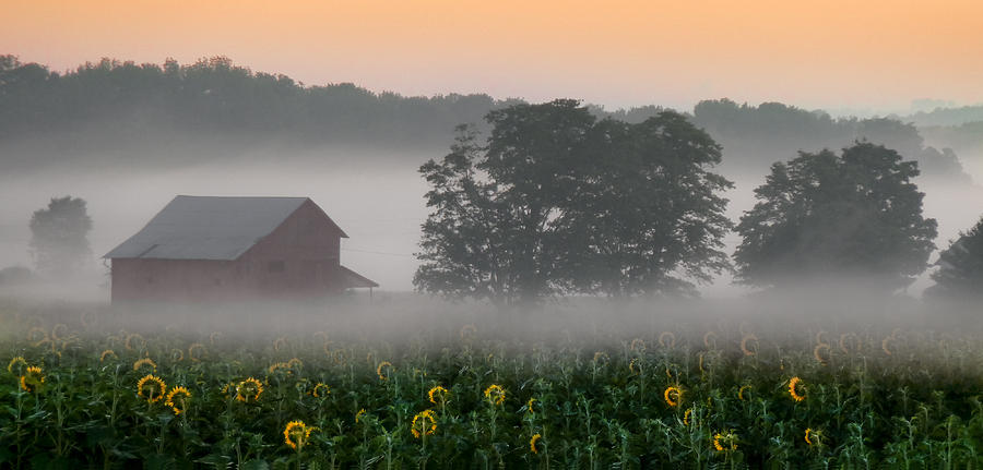 Sunflowers in Fog Photograph by Dean Ginther