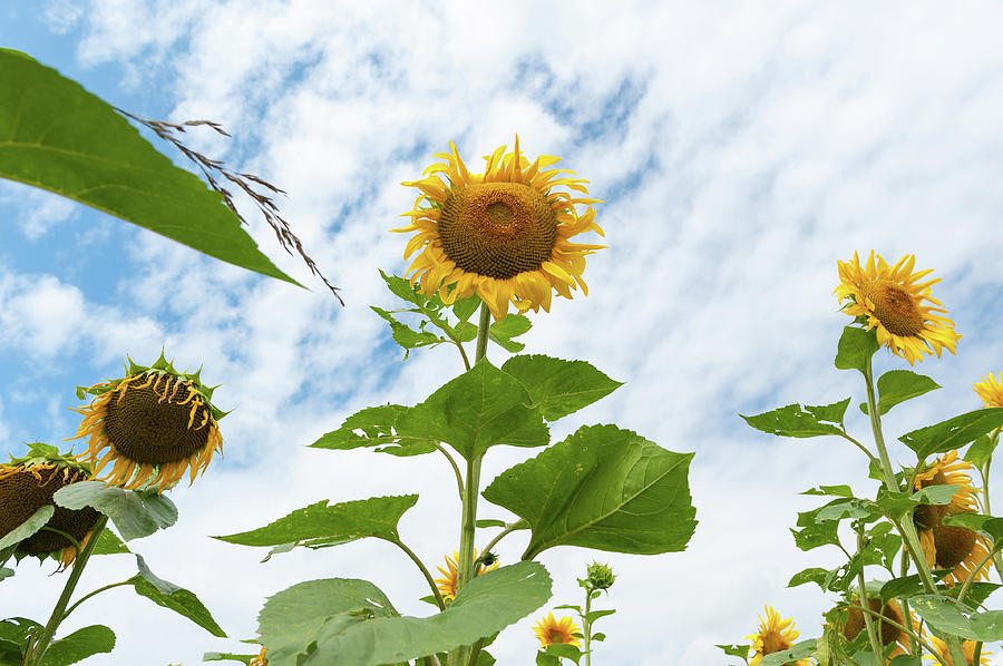 Sunflower Photograph - Sunflowers in France by Wim Slootweg