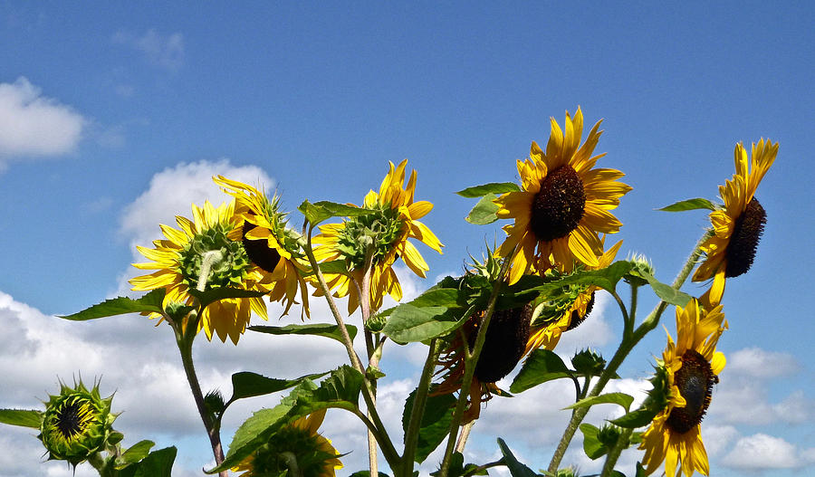 Sunflowers in July Photograph by Ellen Paull