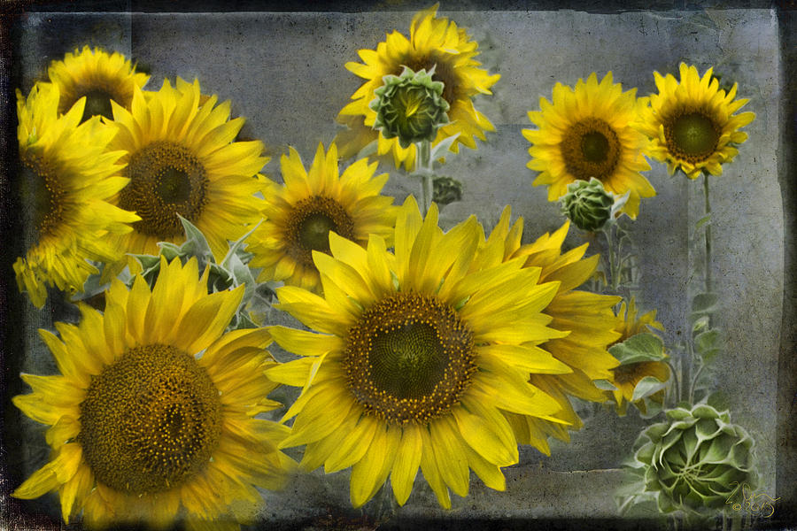 Sunflowers In Michigan Photograph