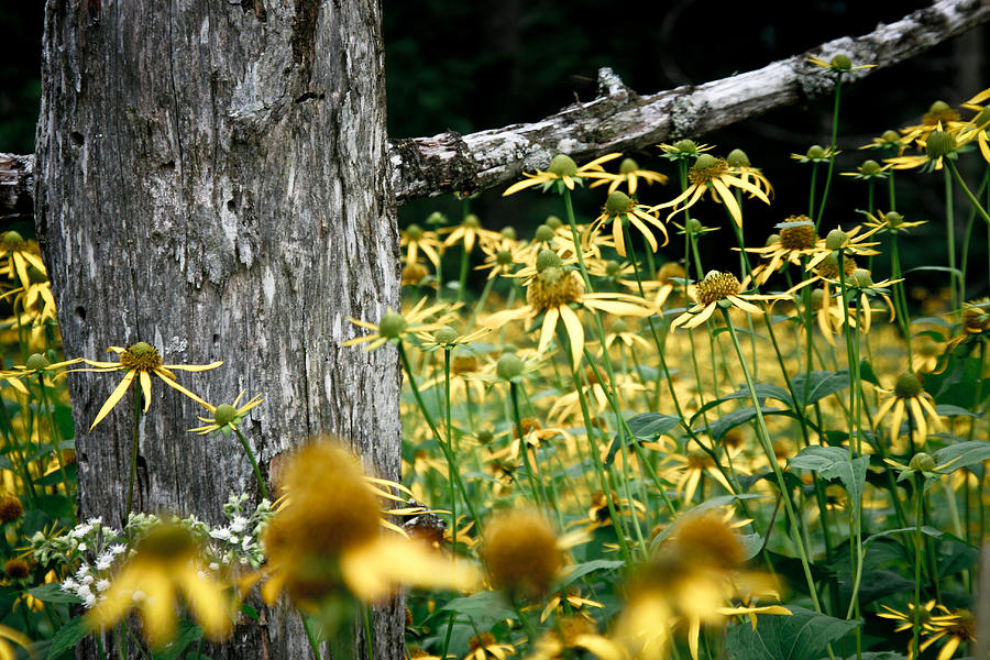 Sunflowers Photograph - Sunflowers in North Carolina 2 by Jonathan Hansen Sunflowers Photograph - Sunflowers in North Carolina 2 by Jonathan Hansen
