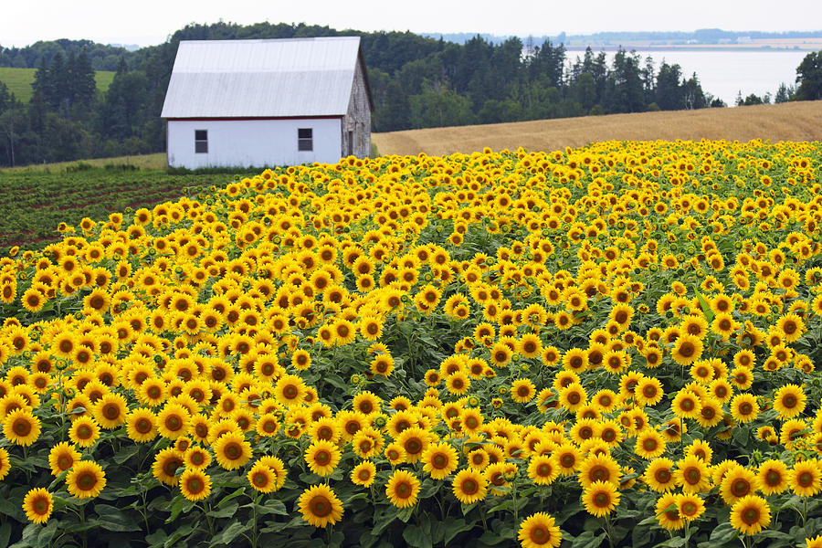 sunflowers in PEI Photograph by Gary Corbett